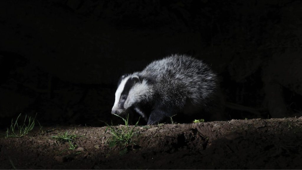 Badger Trust guidance on badgers in&nbsp;gardens