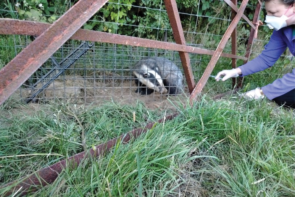 Badger Vaccination