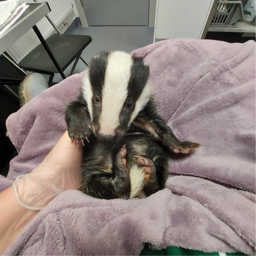 The rescue of three Devon badger&nbsp;cubs