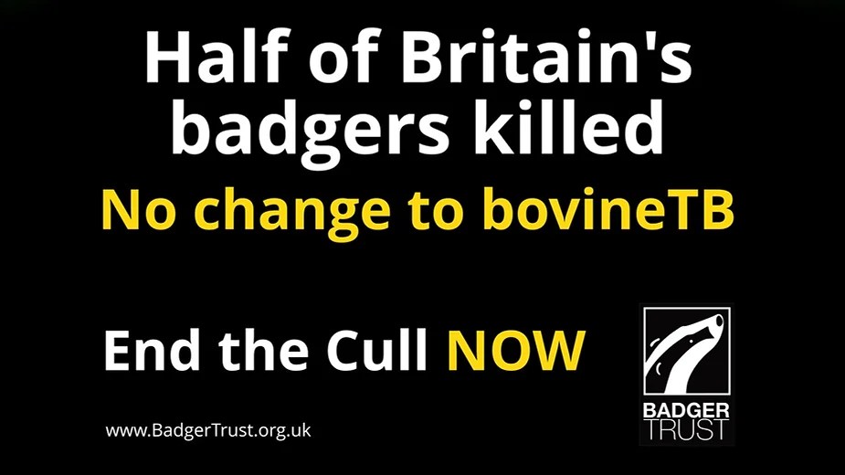 33,627 badgers killed in the 2022 badger&nbsp;culls