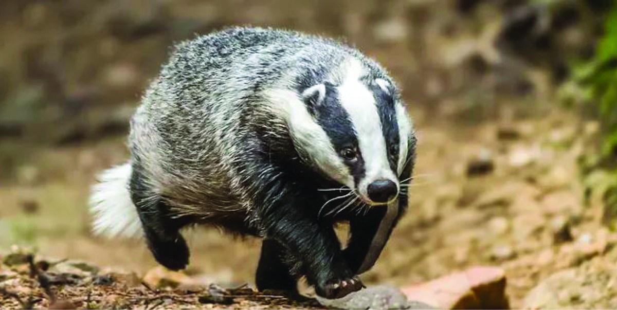 State Of The Badger – Devon Badger Group – 24/7 helpline 07710 971 988