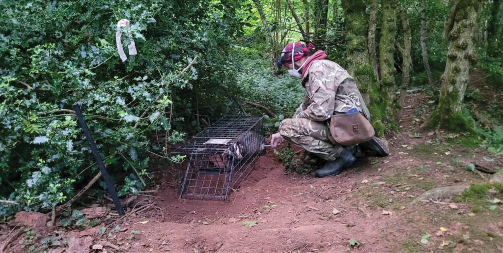 1000 badgers vaccinated