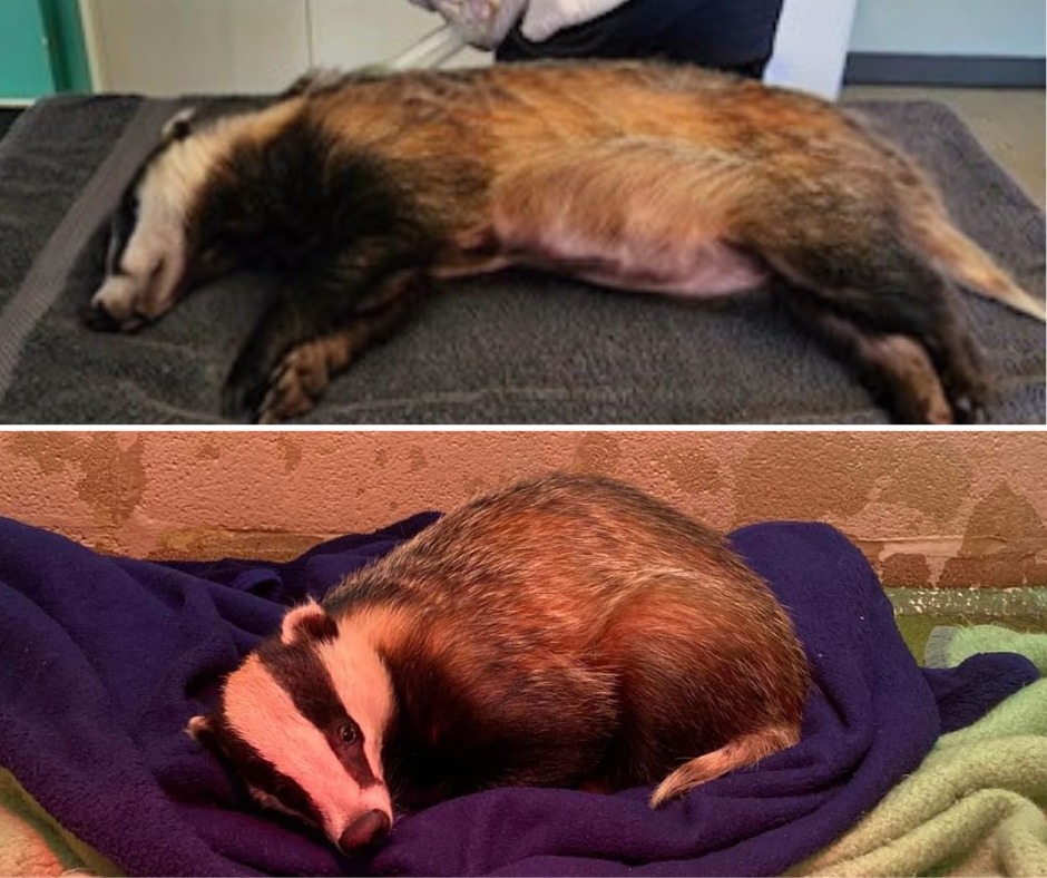 Rescued badger makes a full&nbsp;recovery
