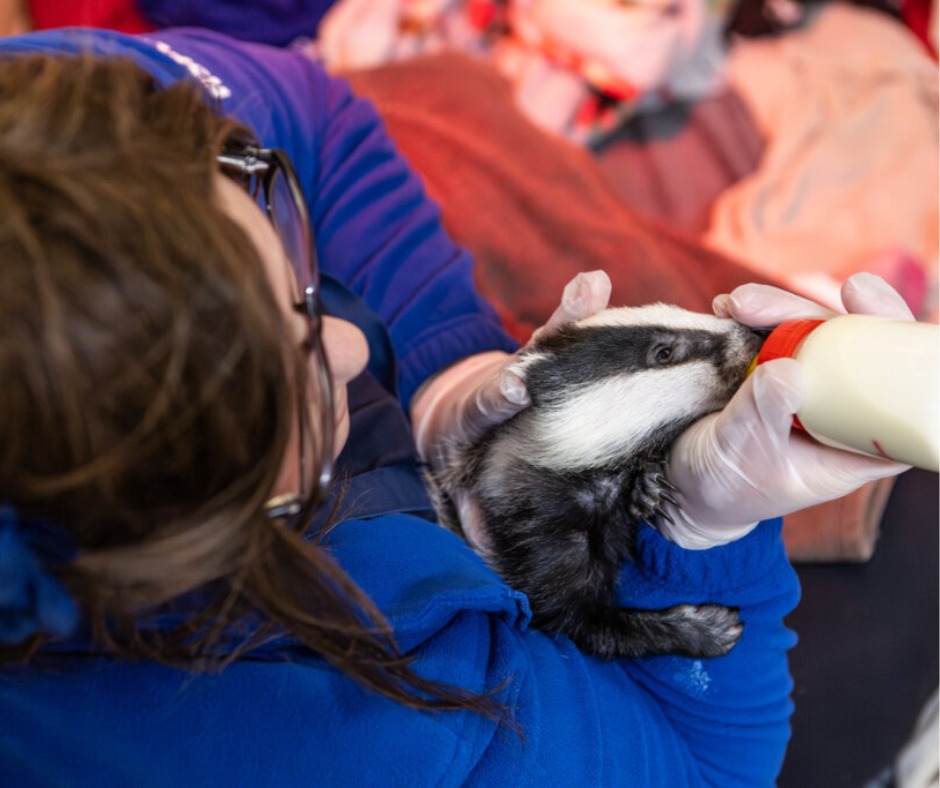 Lost badger cub returns&nbsp;home