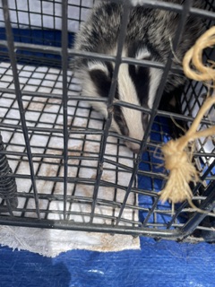 FROM CONFUSED TO FREE: A Badger Cub’s&nbsp;Journey!