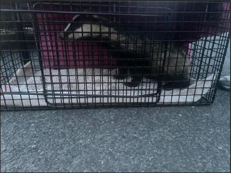 A Safe Return to the Woods for Dawlish&nbsp;Badger